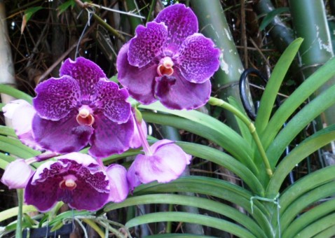 Vanda Pure's Wax 'Patchara' 01