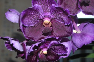 Vanda Pure's Wax 'Patchara' 01b