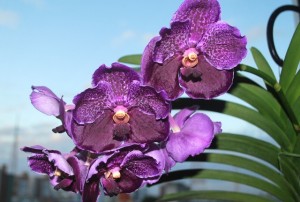 Vanda Pure's Wax 'Patchara' 02b