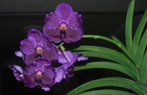 Vanda Pure's Wax 'Patchara' 03b