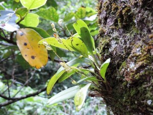 Anathallis sclerophylla (Lind.) Pridgeon & M.W.Chase