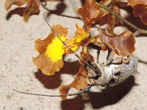 Brasilidium gravesianum