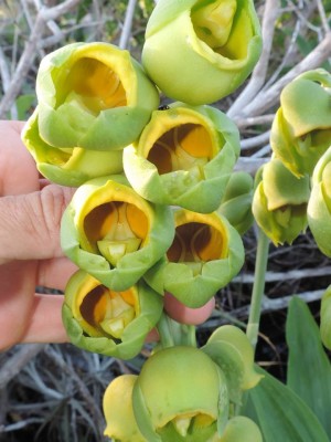 Catasetum planiceps