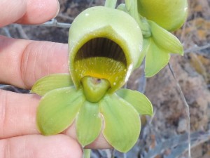 Catasetum planiceps