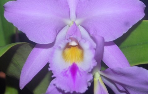 Cattleya labiata 001.143-2013.2