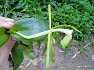 Epidendrum anatipedium