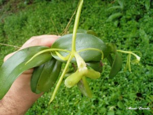 Epidendrum anatipedium