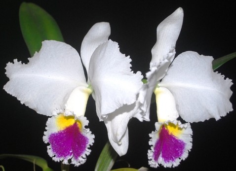 Cattleya Sonia Altenburg