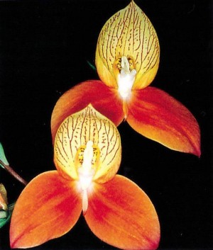 Disa uniflora 'Oudepost' AM/SAOC. Foto: L. Vogelpoel, in: "Orchids South África - 2014".