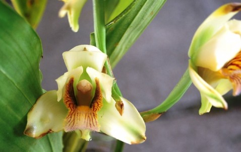 Bifrenaria tyrianthina