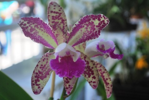 Blc. Durigan x C. Penny Kuroda