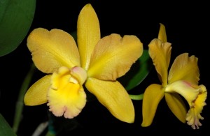 Blc. Waikiki Gold 'Lea', um belo híbrido frequentemente presente nas exposições.