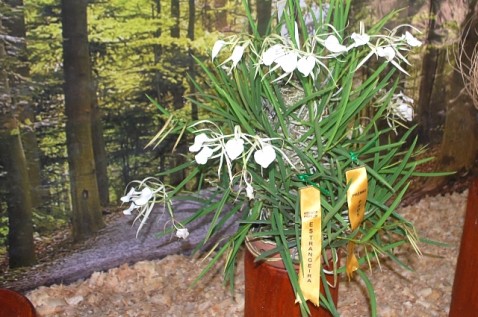 Brassavola nodosa - 1º lugar de Melhor Espécie Brasileira e de Melhor Cultivo