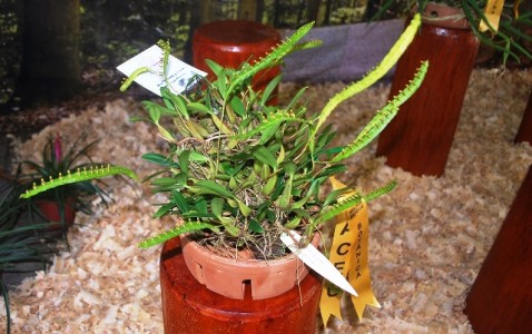 Bulbophyllum falcatum - 1º lugar de Melhor Espécie Botânica