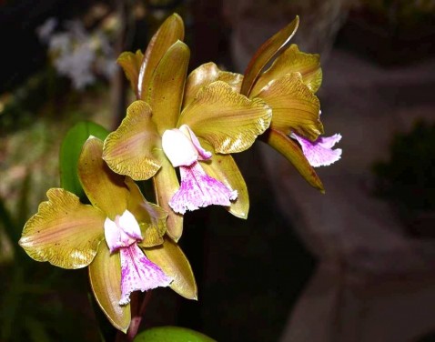 Cattleya granulosa, nativa do Rio Grande do Norte, premiada com o troféu “Igara Guerra 2014”. Cultivo: Edinho. 