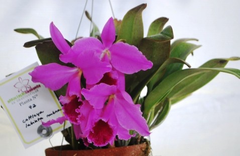 Cattleya labiata var. rubra - 1º lugar de Melhor Cattleya labiata