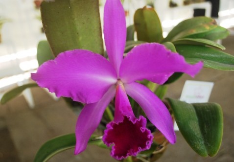 Cattleya labiata var. rubra