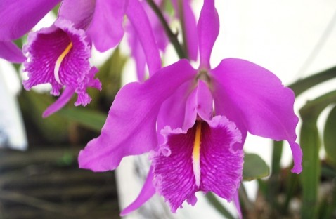 Cattleya maxima