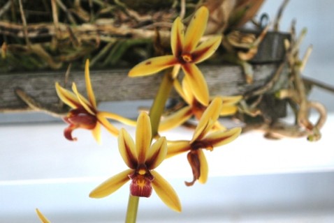 Cymbidium devorianum