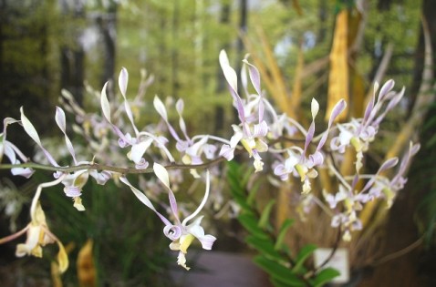 Dendrobium Seitik - 1º lugar de Melhor Híbrido