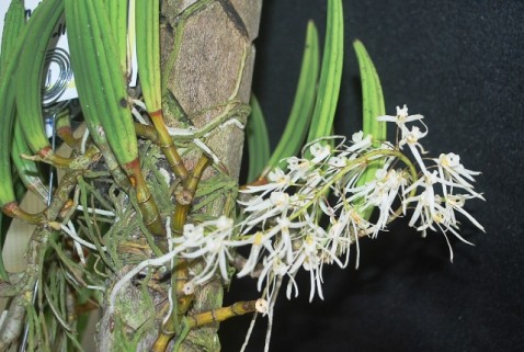 Dendrobium wassellii