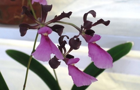 Encyclia cordigera