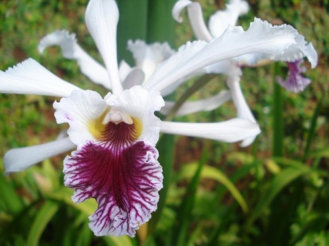 Laelia crispa, uma das dezenas de espécies que deverão ser expostas.