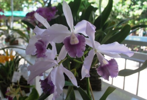 Laelia purpurata caerulea x C. warneri caerulea