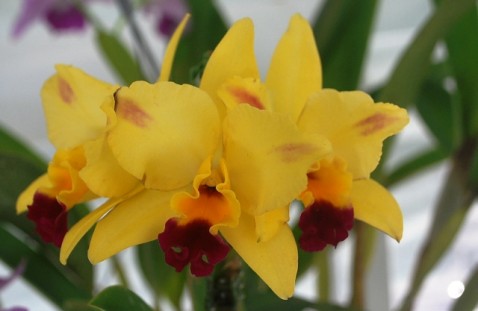 Lc. Tokio Magic 'Golden Sun'