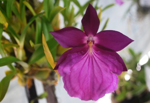 Miltonia spectabilis moreliana