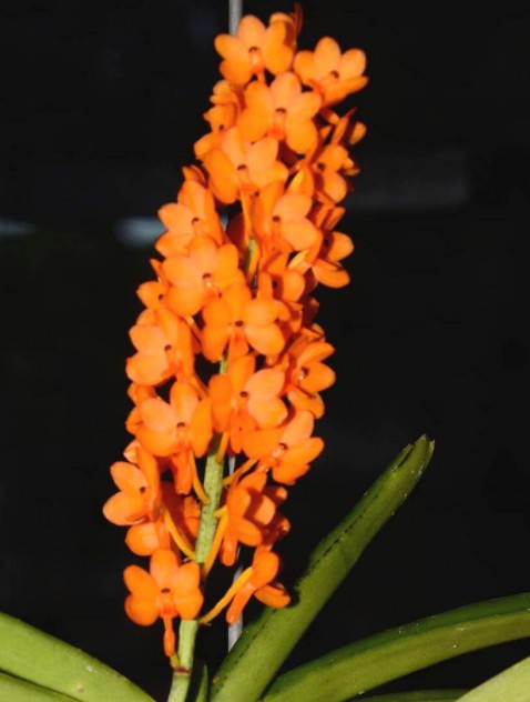 Ascocenda miniatum - 1º lugar na categoria Vandáceas.