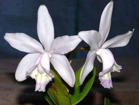 Cattleya claesiana (C. intermedia caerulea x C. loddigesii caerulea).