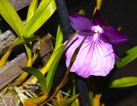 Miltonia spectabilis var. moreliana, 1o. lugar na categoria Espécie Nacional.