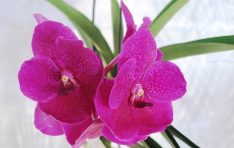 Vanda Pat Delight