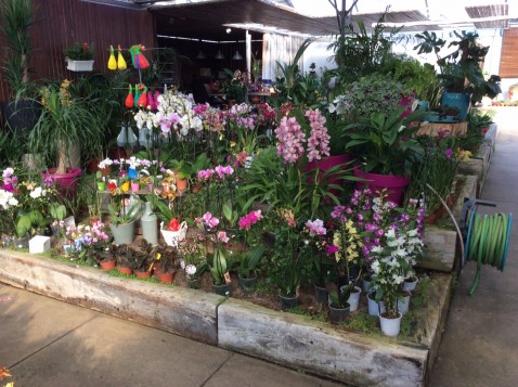 Dezenas de vasos floridos fazem o cenário do horto da Boavista