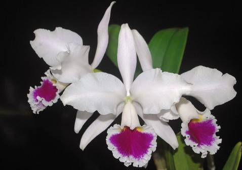 Cattleya labiata semialba 'Marina' x 'Paccione' 