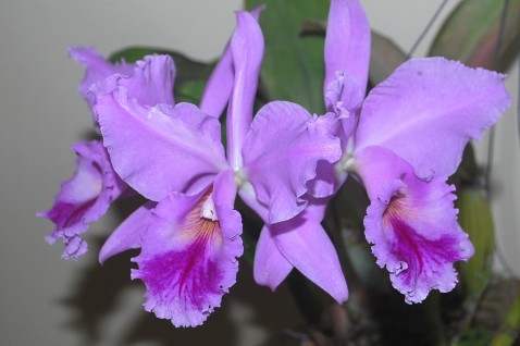 Cattleya labiata multiforme 'Lauck'