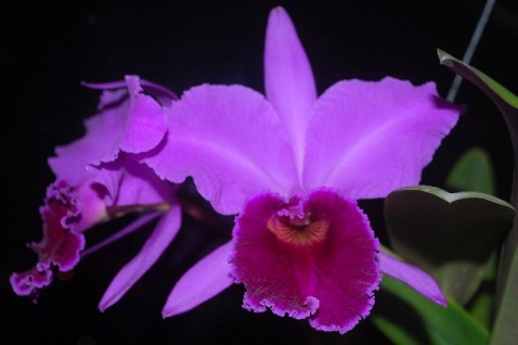 Cattleya labiata 'Vera Cristina' x 'Borges'