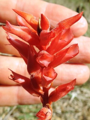 Sacoila lanceolata (Aubl.) Garay - Serra da Aratuba - Foto Leonardo Jarles