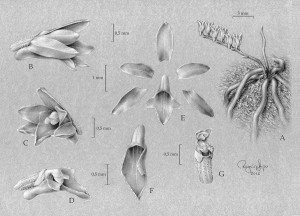 Detalhes da planta pelo ilustrador científico Rogério Lupo