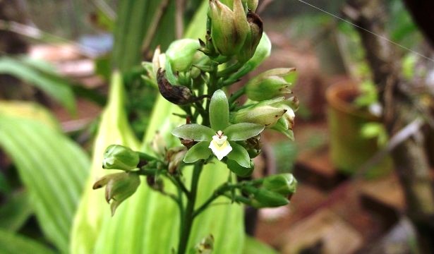 Dichaea - Mato Grosso