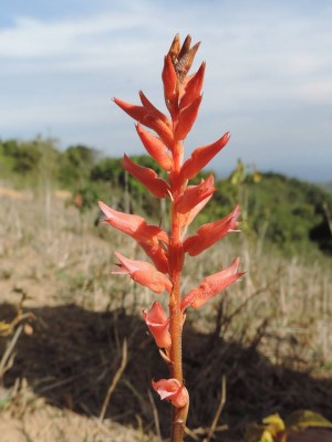 Sacoila lanceolata