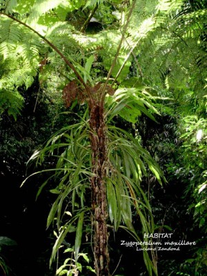 Zygopetalum maxillare em simbiose com seu hospedeiro, uma samambaia-açu, na Serra da Cantareira - Fonte: httplucianozandona.blogspot.com.br