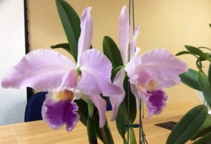 Cattleya labiata