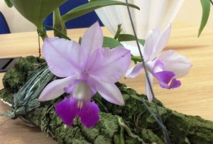 Cattleya walkeriana