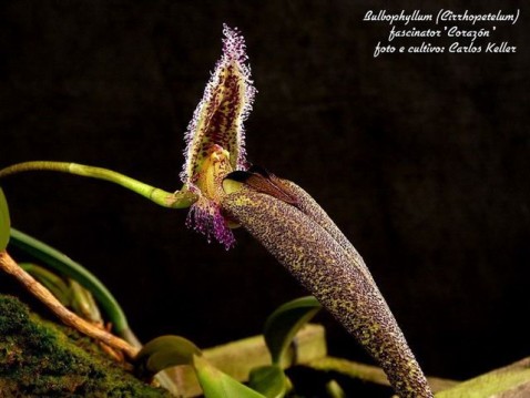 12) Bulbophyllum (Cirrhopetalum) fascinator 'Coraz+¦n', 02 (ID) 2012