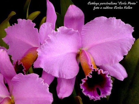 16) Cattleya percivaliana 'Carla Porto' (05) + (06), 03 (ID) 2009