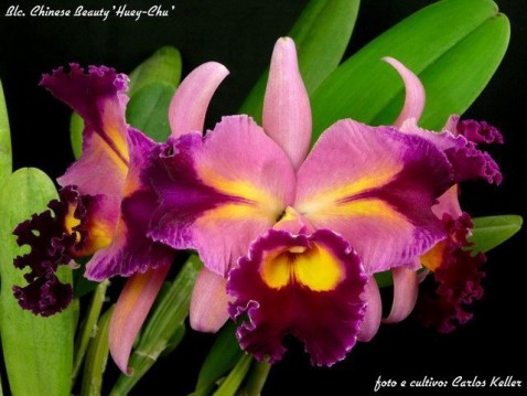 18) Blc. Chinese Beauty 'Huei-Chu', 03 (ID) 2009