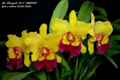 19) Blc. Chunyeah '#17' AM.AOS, 10 (ID) 2008