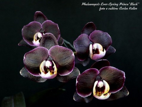 22) Phalaenopsis (Dtps.) Ever-Spring Prince 'Black', 01 (ID) 2008